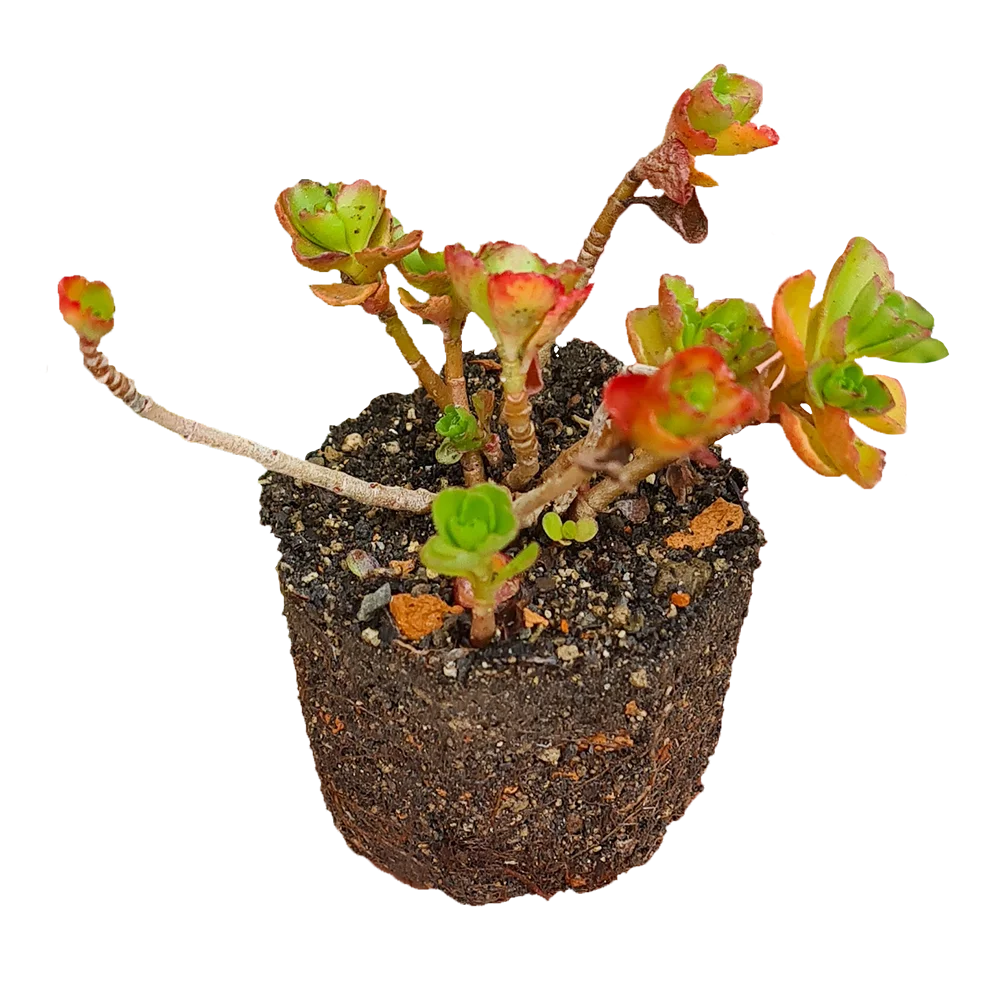 Green Roof Shop