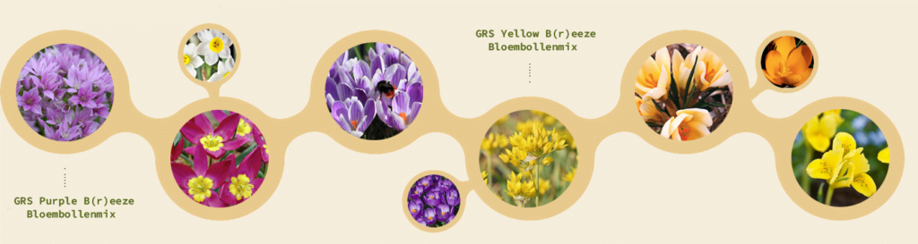 GRS Bloembollenmixen: Purple B(r)eeze en Yellow B(r)eeze