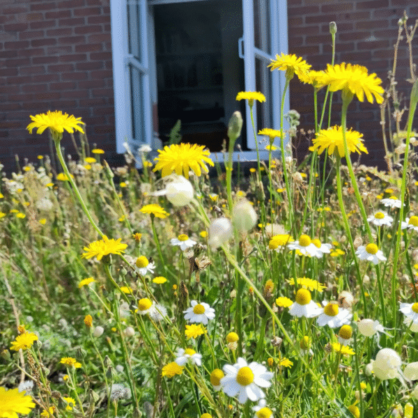 Biodivers groendak pakket | Dakbloemenweide