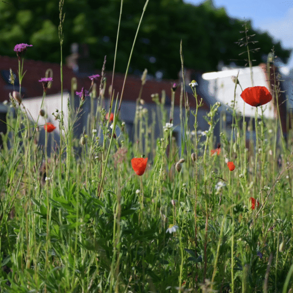 Biodivers groendak pakket | Dakbloemenweide