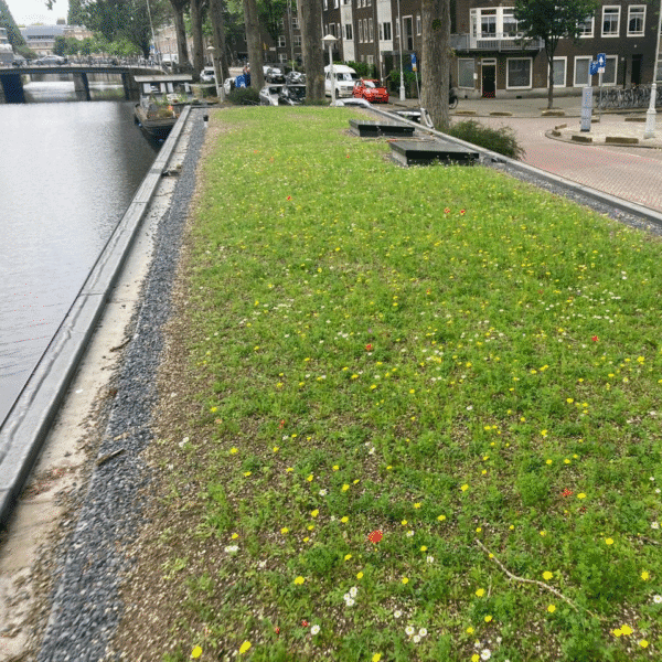 Biodivers groendak pakket | Dakbloemenweide